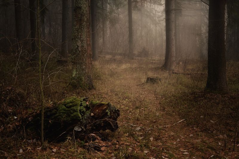 осенний туман в лесу фото превью