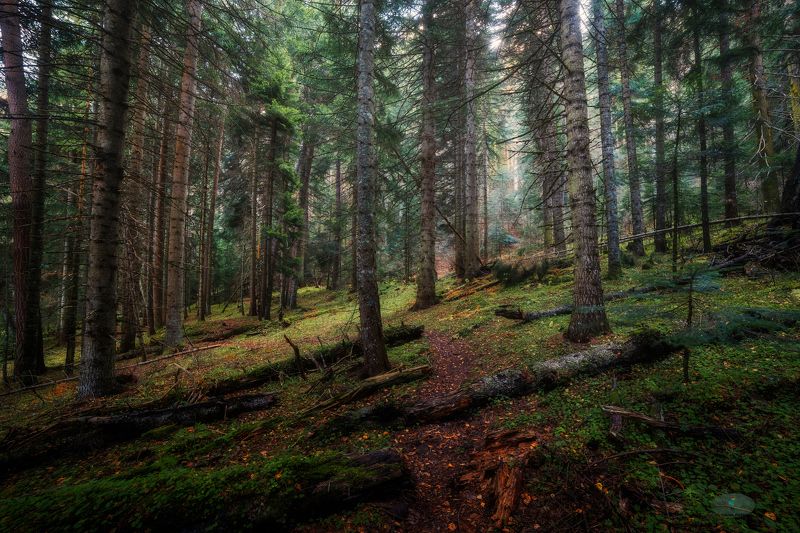 В заповедном лесу фото превью