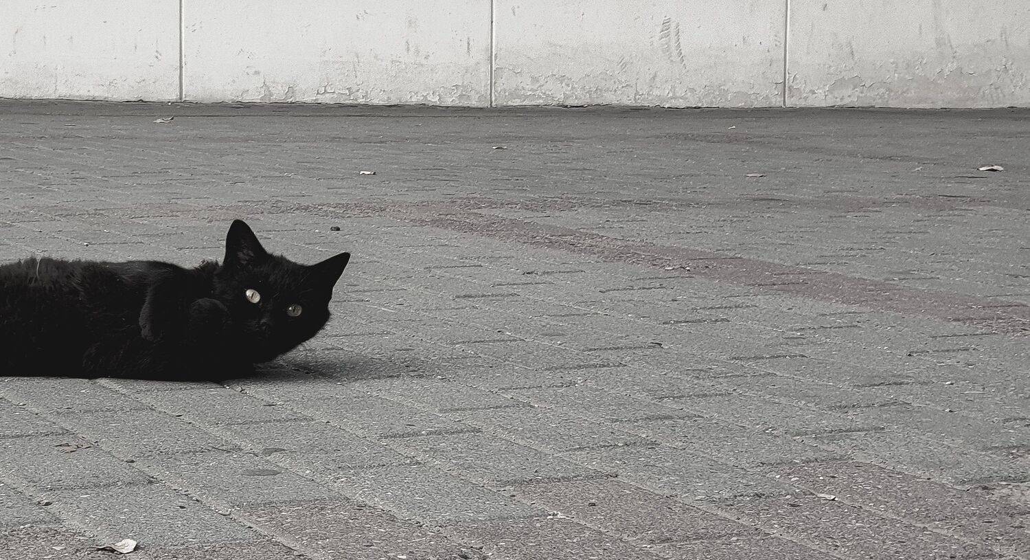 Аэрофото пейзаж город креативное необычное дрон река небо интересное профессиональное облака лето , Sergey Shevtsov