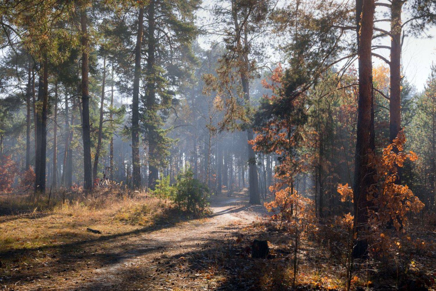 лес осень октябрь утро туман рассвет, Галанзовская Оксана