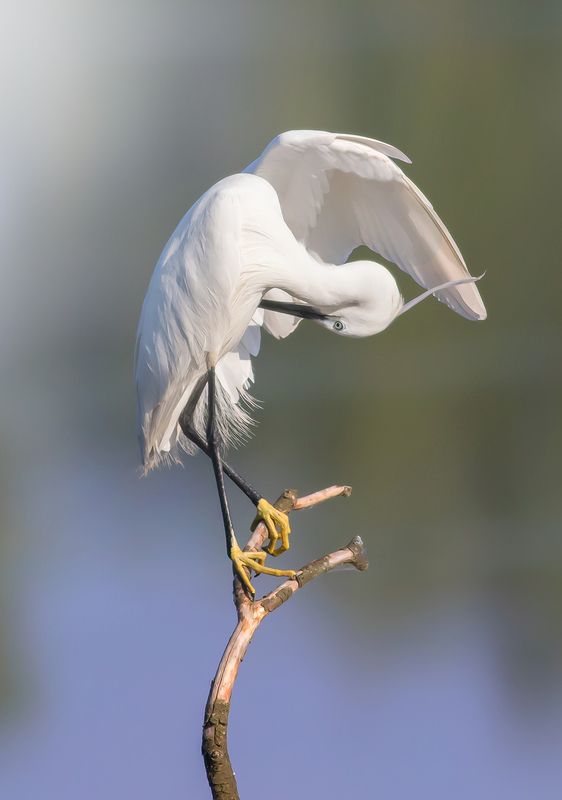 -..,..- фото превью