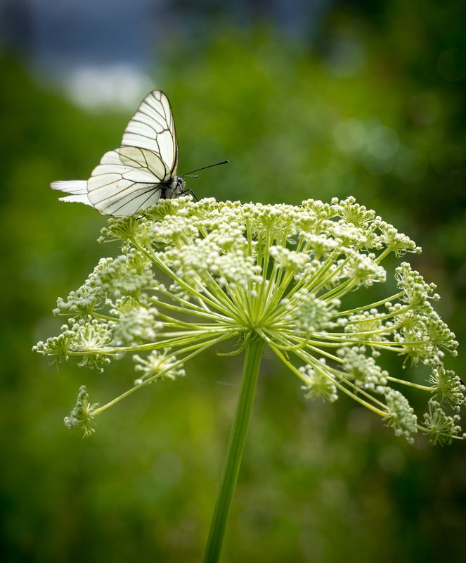 Вспоминая лето фото превью