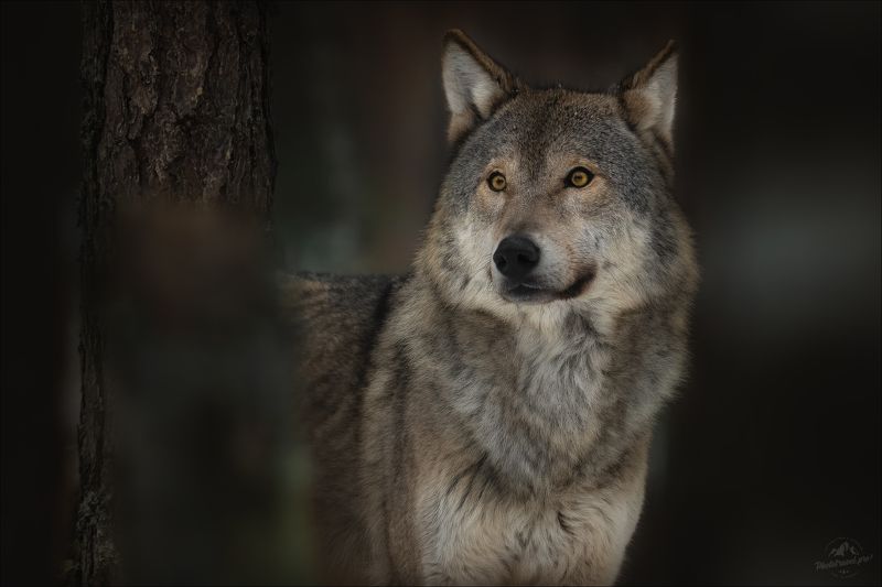 волк, wolf, красная шапочка, беларусь, красный бор, фототур в красный бор, фотоохота, canis lupus, фототур в красный бор, фотоохота в беларуси, фототур на рождество, red riding hood, серый волк, обыкновенный волк, евразийский волк, европейский волк, Час волка .. фото превью