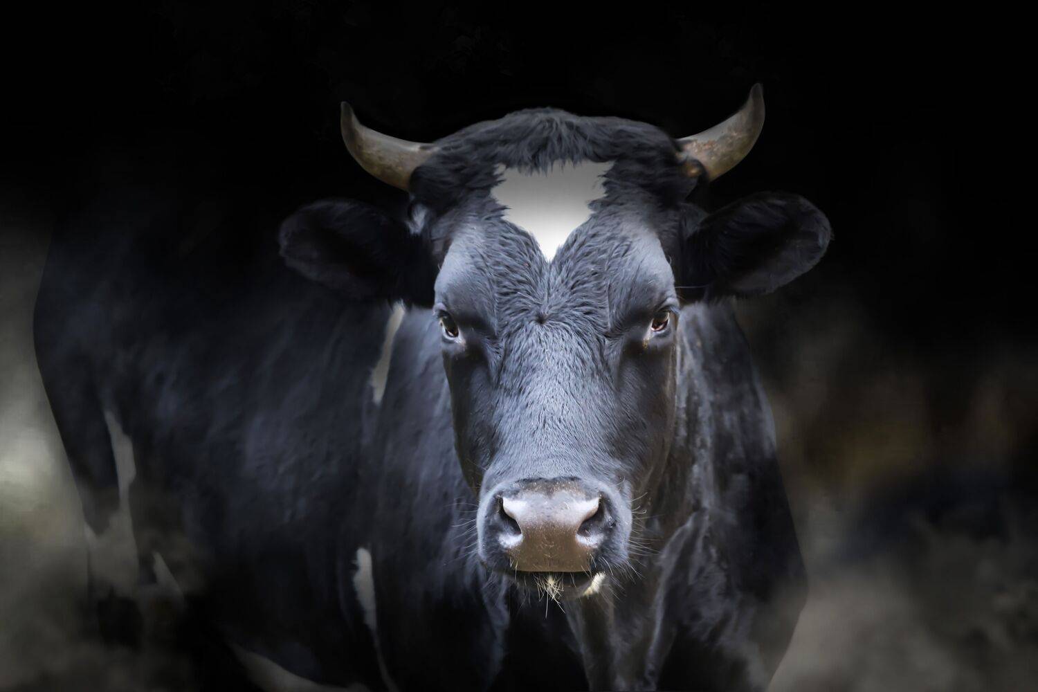summer landscapes, animals, cows, nature, pastures, rural pastoral, idyll,, DZINTRA REGINA JANSONE