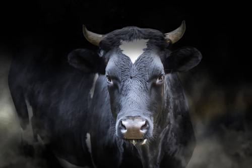 landscape with cows grazing