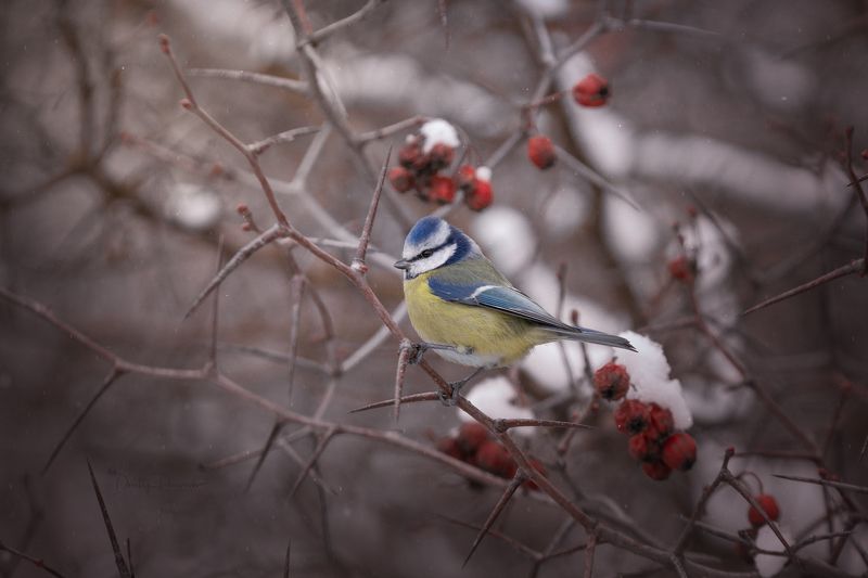 В колючем окружении фото превью