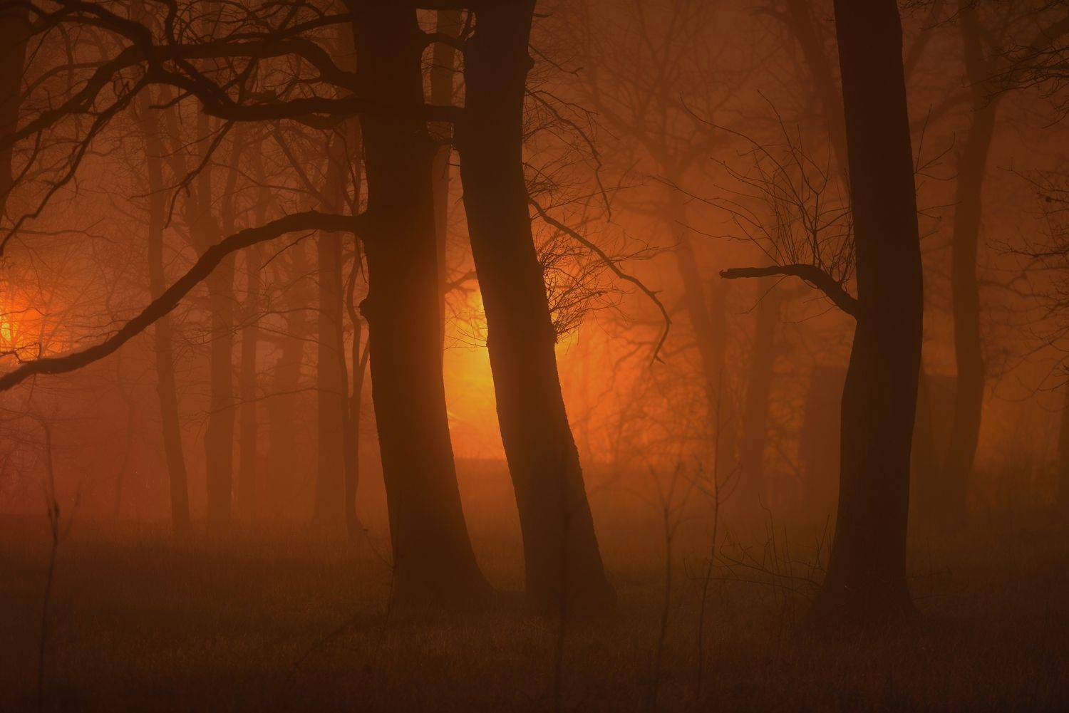 ночь фонарь туман, Александр Жарников