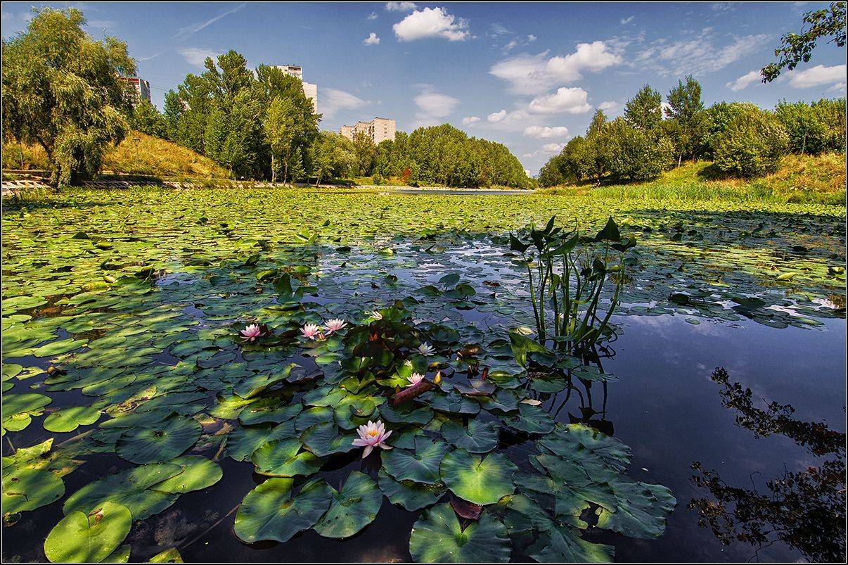 москва, лето, пруд, цветы, АНАТОЛИЙ ДОВЫДЕНКО