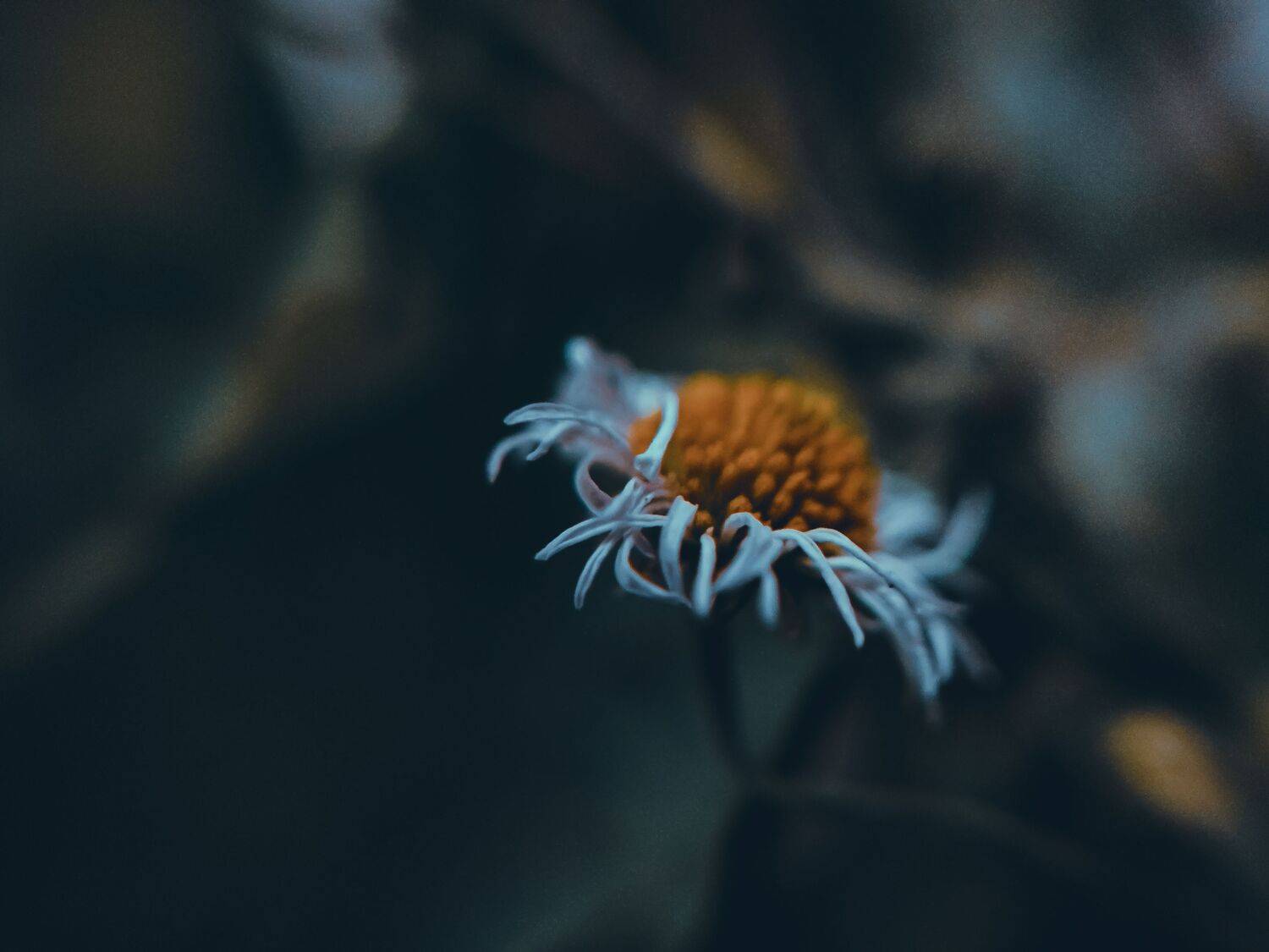 макро, цветы, миг, айфон, трава, природа, Olga Smirnova