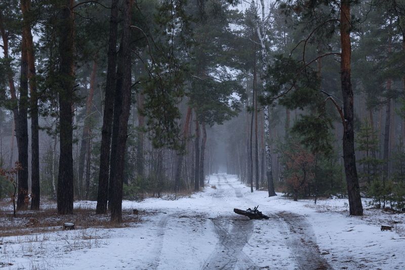лес зима декабрь сумерки туман Декабрьская меланхолия фото превью