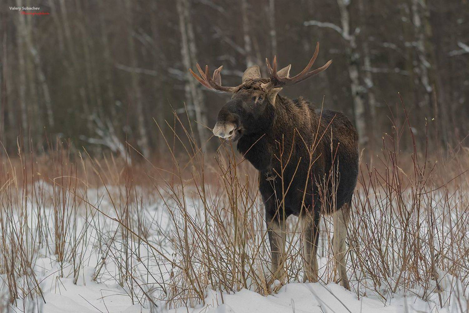 , Валерий Субачев