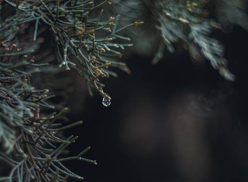 Самоцветы Боспорской зимы.