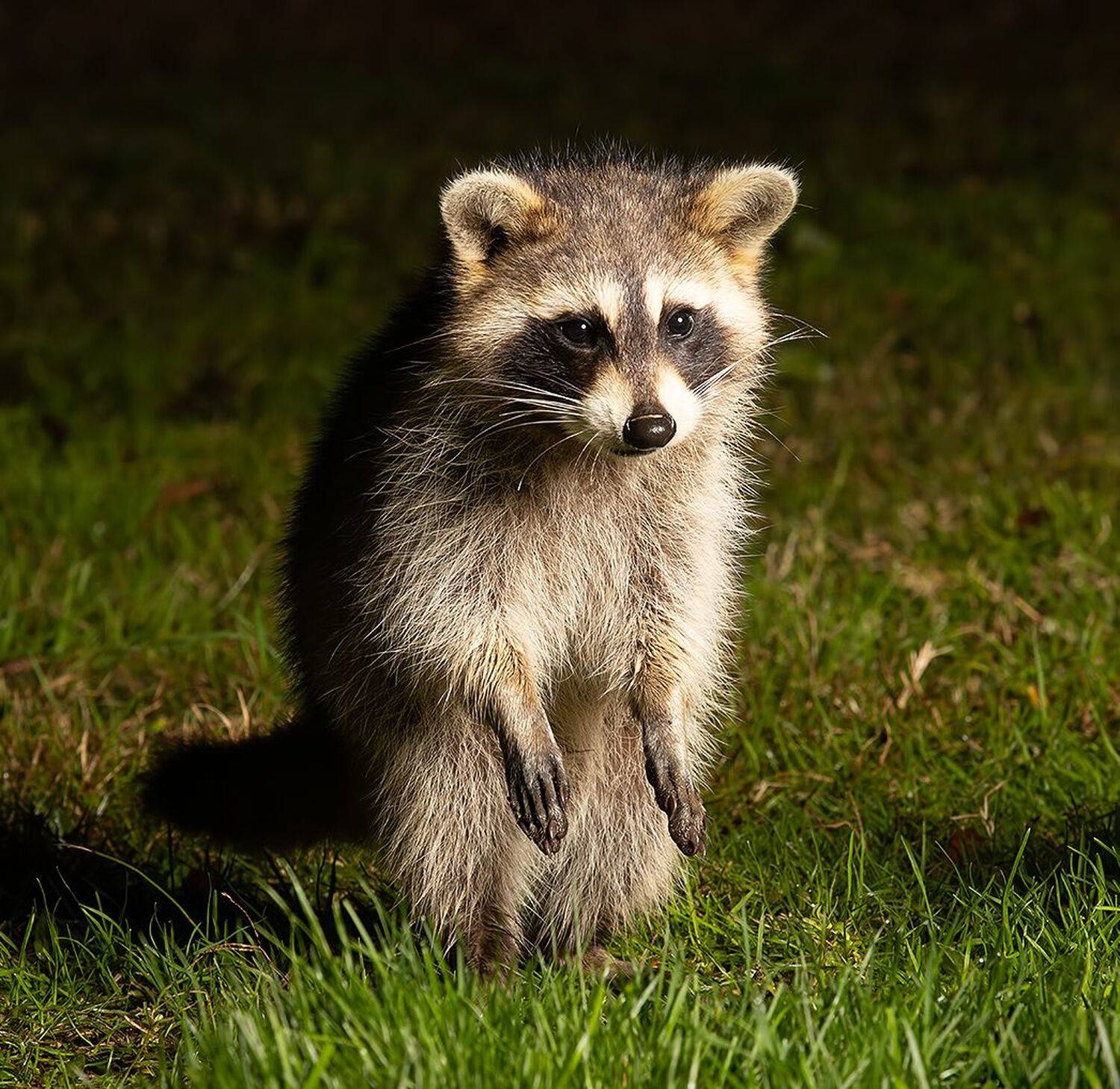 енот обыкновенный, енот-полоскун, raccoon, енот, дикие животные, животные, animals, Elizabeth Etkind