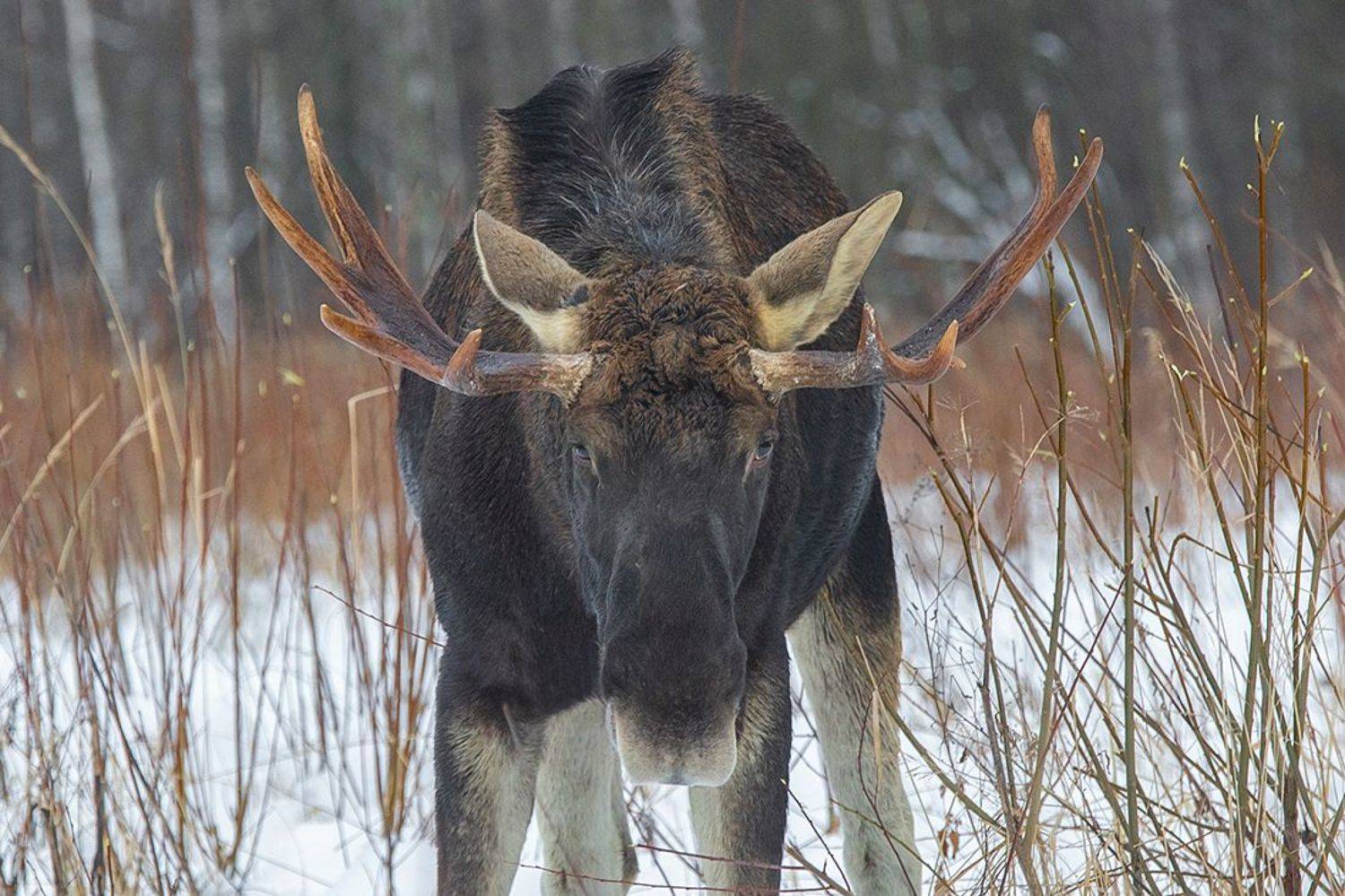лось, декабрь, лес, взгляд, Наталия Сытина