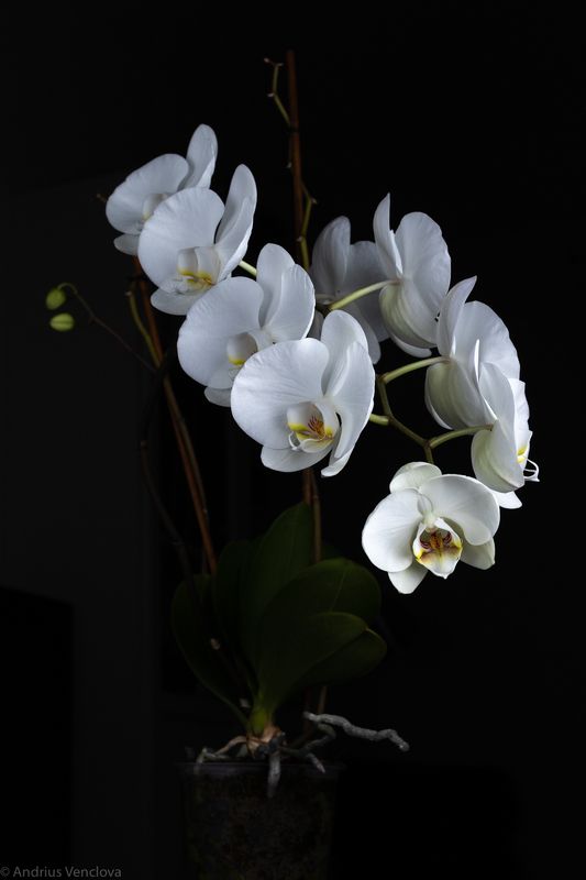 Фаленопсис фото превью