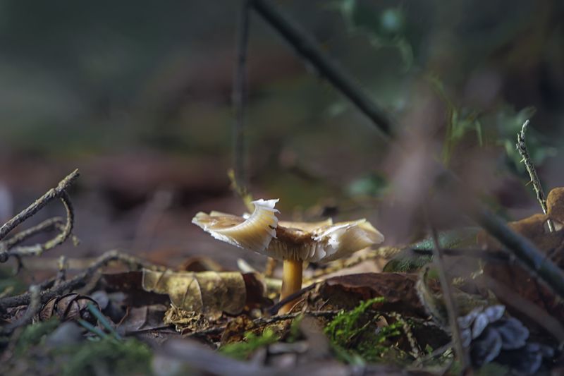 Mushroom, Nature, Forest, Macro, Macro style, Macro world , World of small, Природа, Лес, Грибы, Макро, Макромир Day Before Yesterday in the Forest. фото превью