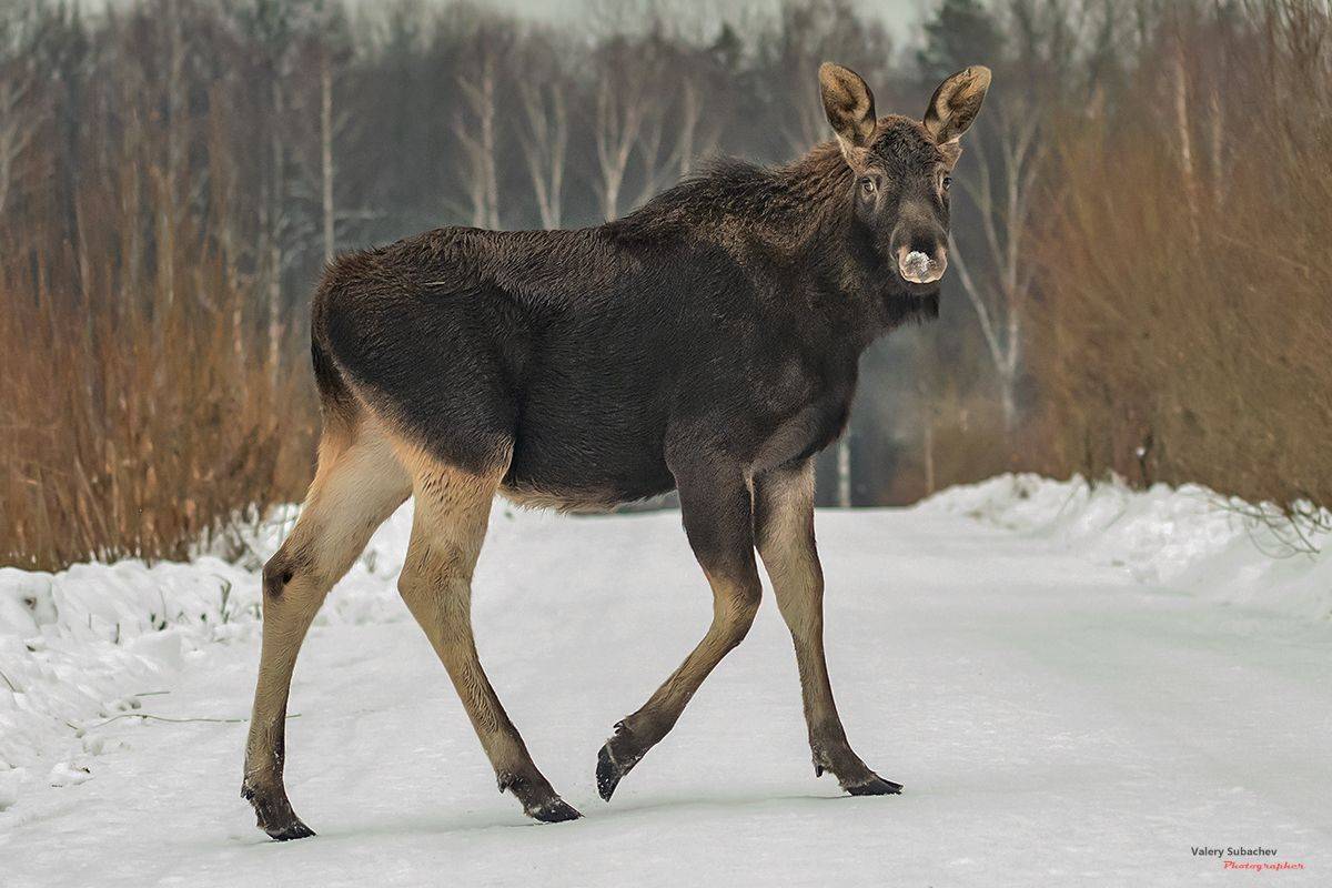 , Валерий Субачев