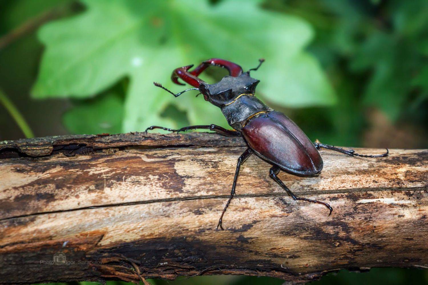 жук олень, lucanus cervus, рога, природа, насекомое, монстр, мандибулы, макро, крупный жук,  лес, большой жук,  live for the story,  beetle, Сарапулов Игорь