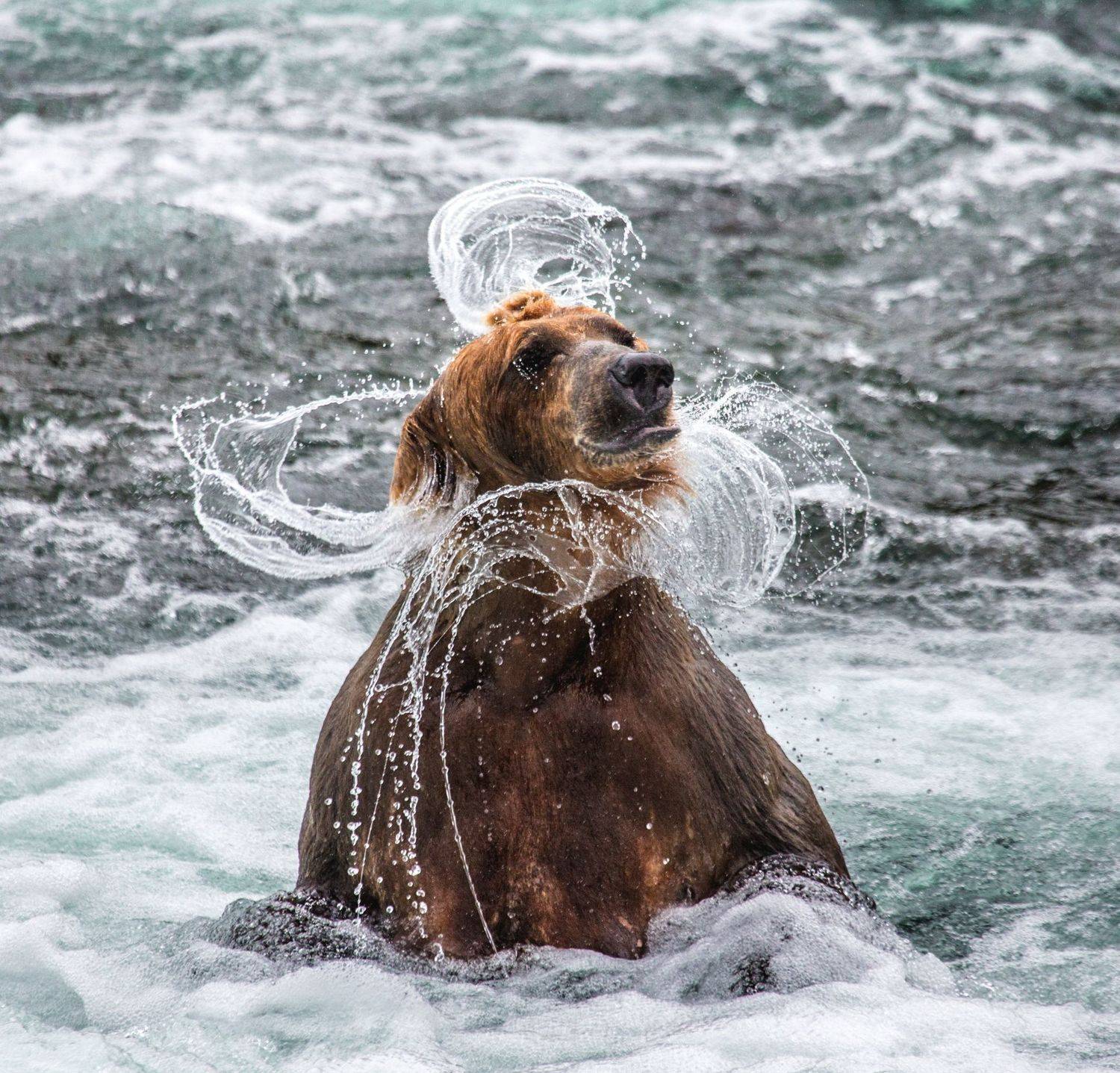 , Андрей Гудков