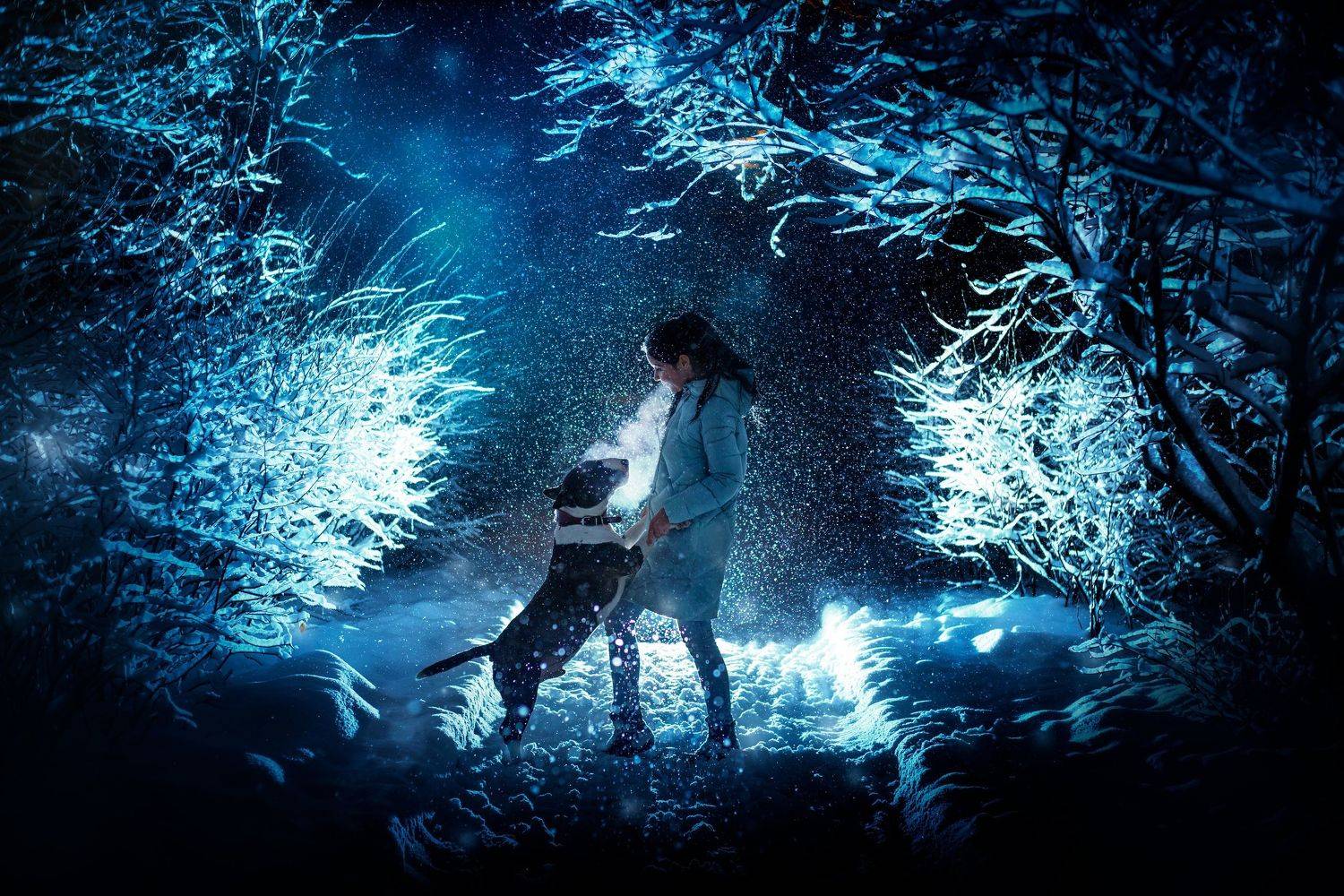 девушка, собака, зима, снегопад, ночь, дружба, любовь, бультерьер, питомец, Anna Yarkova