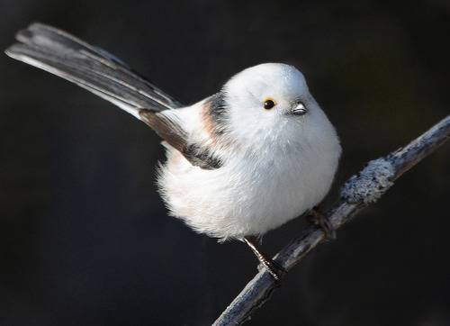 Длиннохвостик.