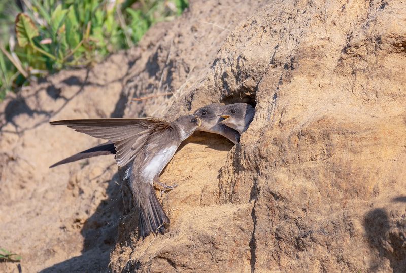 птицы, ласточка береговушка, птенцы, кормление, а мне...!! фото превью