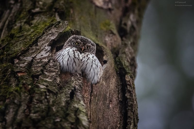 сычик, птицы, фотоохота Томный взгляд фото превью