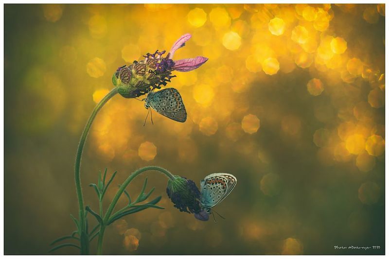 macro. nature, butterfly, close up A Sky Full Of Stars фото превью