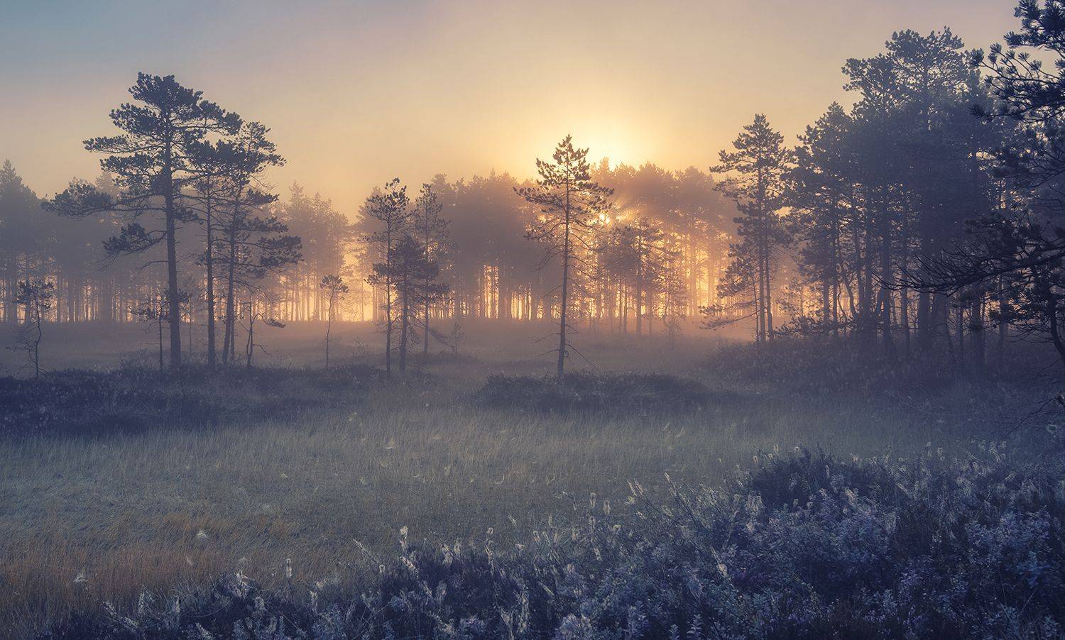 , Светлана Краюшкина