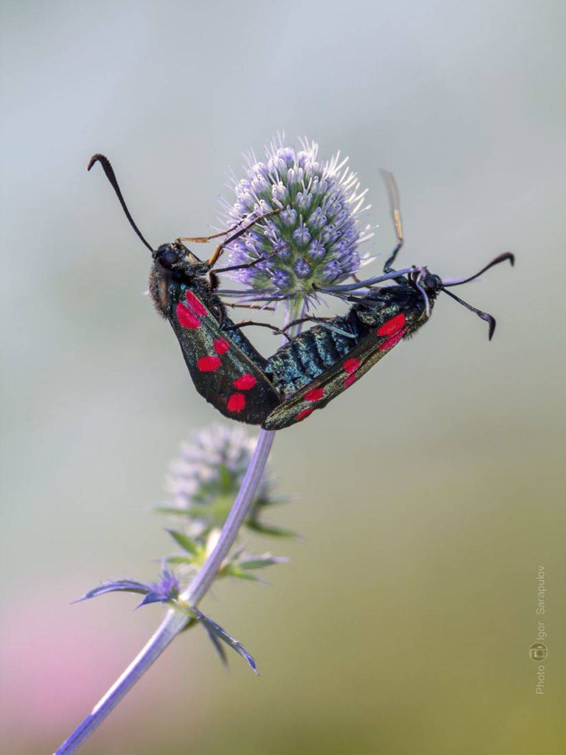 бабочки, пестрянка таволговая, zygaena filipendulae, макрофото охота, цветение,  пятна,   синеголовник, синеголовник плосколистный,   размножение, природа, пестрянка,  насекомые, макро, крылья, вкус, вид, спаривание,  белгородская область, акробатика,, Сарапулов Игорь