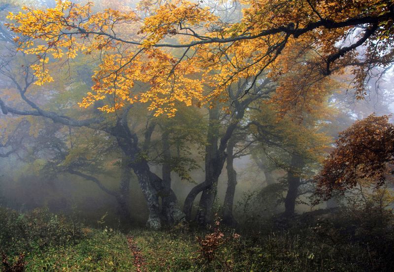 Золото осени фото превью