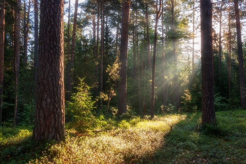 *** фото превью