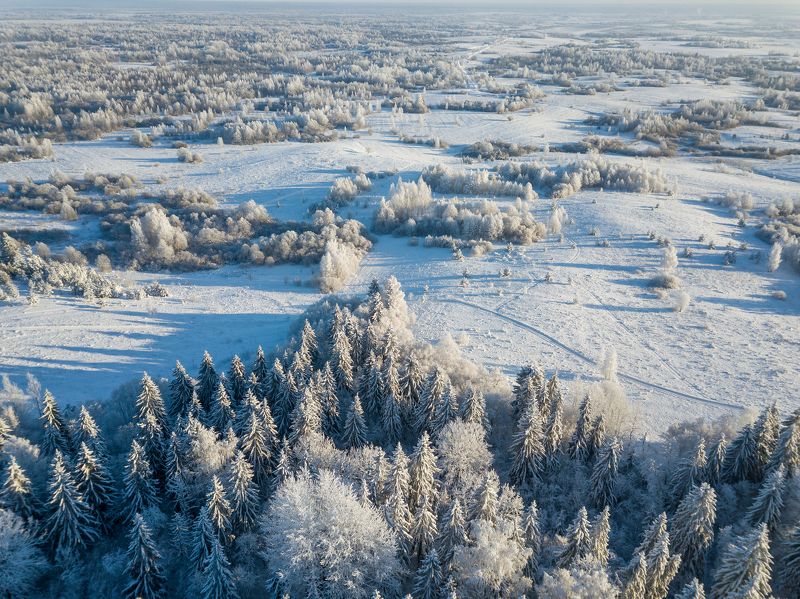 псков, пейзаж, Ёлки и не только... фото превью