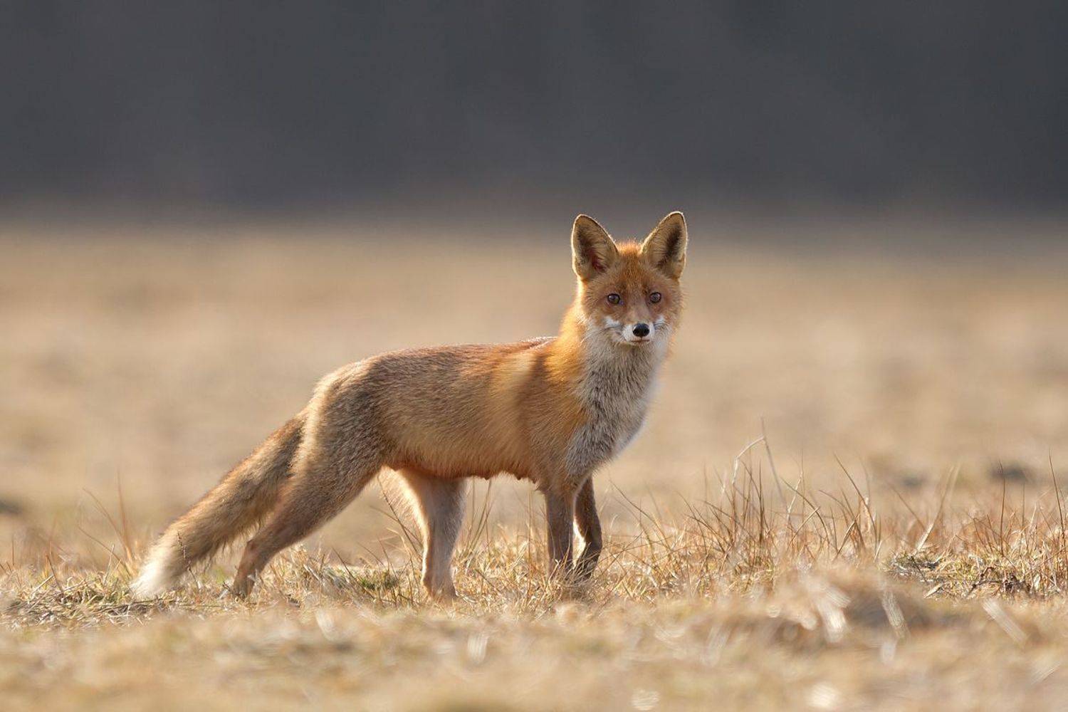 , Janina J?drzejewska-Szombara