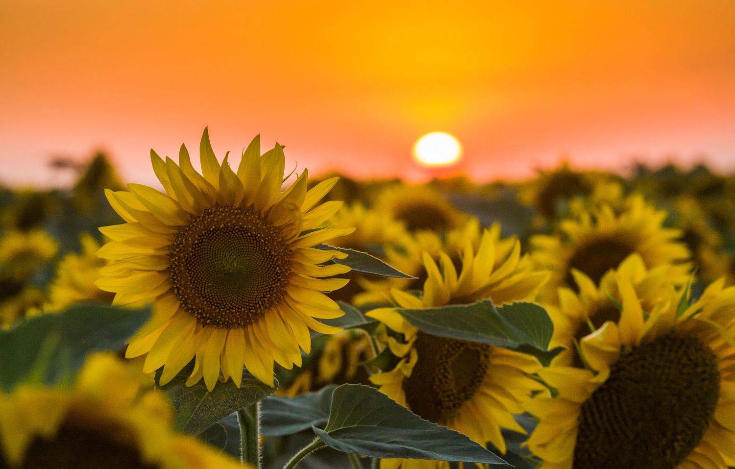 , Елена Покрепа