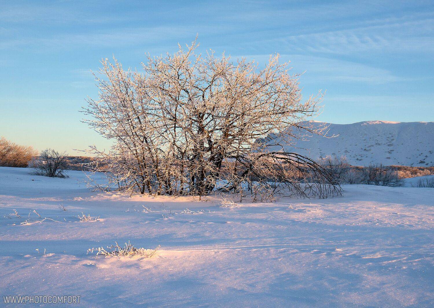 зима, снег, мороз, дерево, красивый, свет, вечер, Елена Ковригина