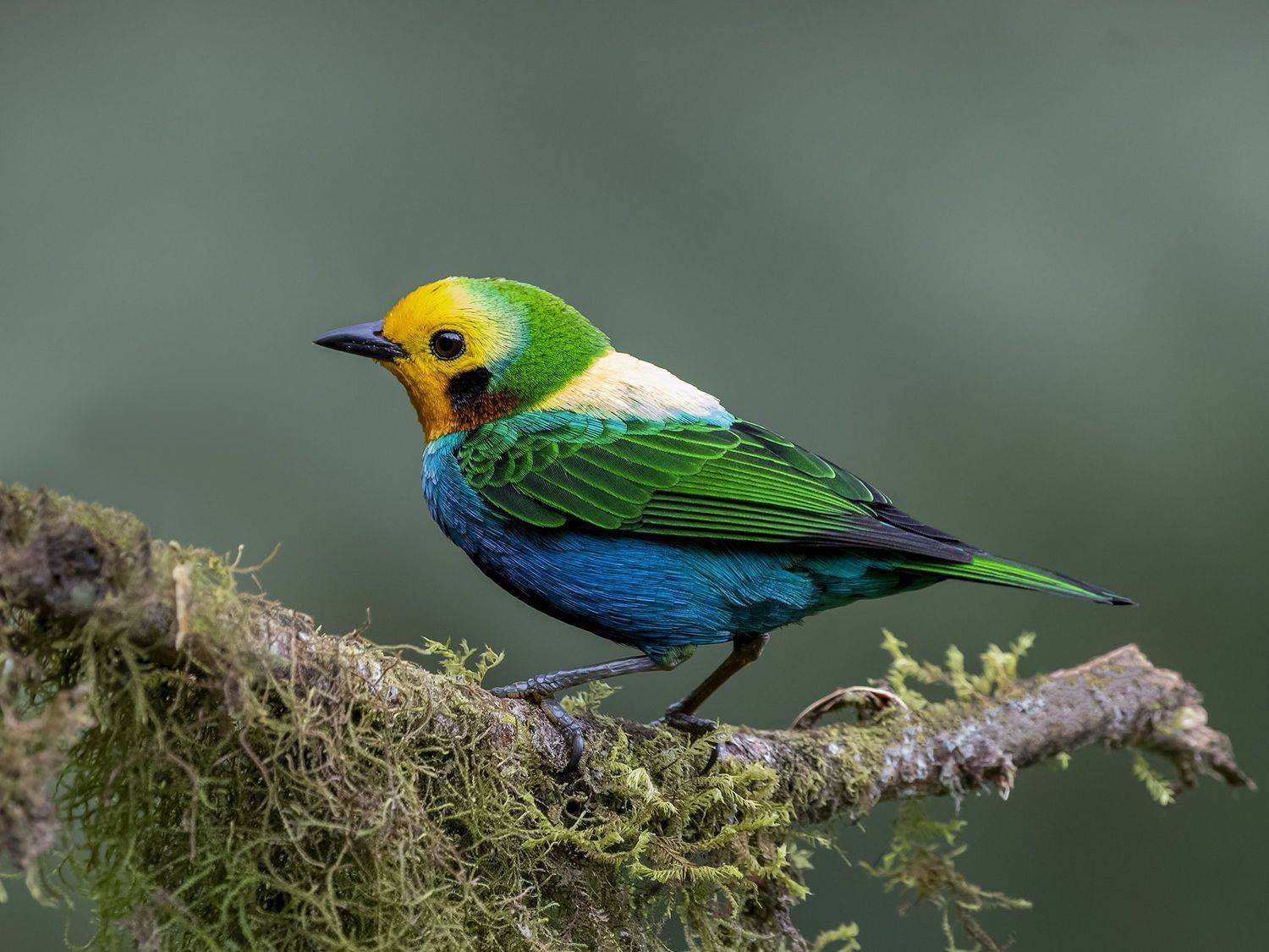 , Fernando Burgalin Sequeira