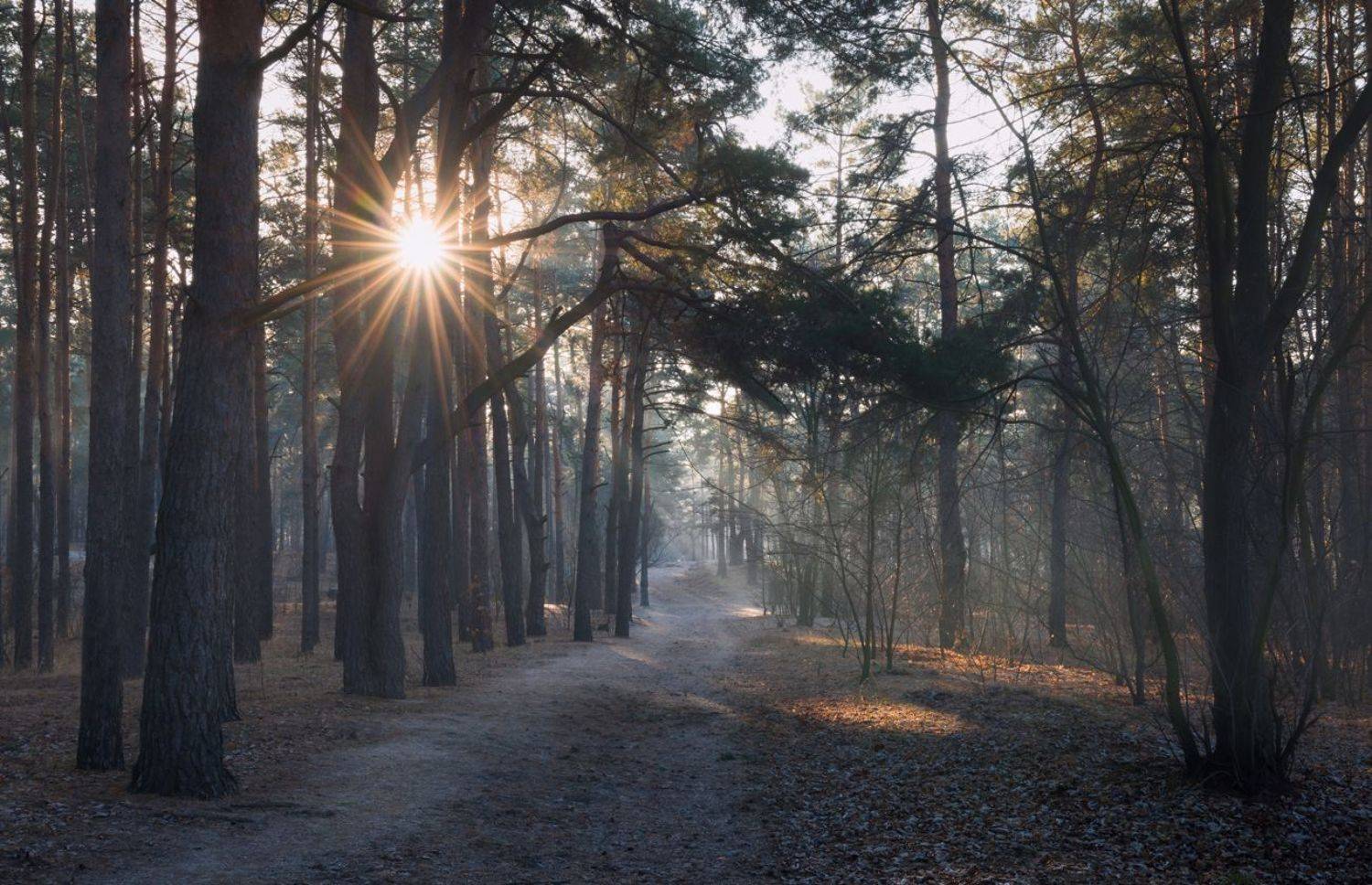 лес зима декабрь рассвет иней туман свет лучи, Галанзовская Оксана