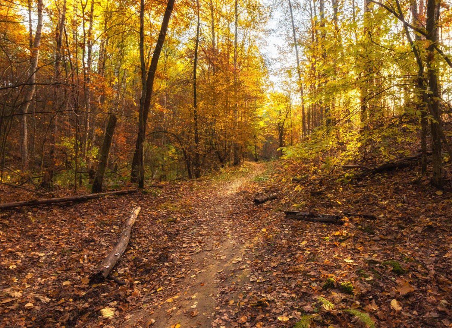 , Алексей Герасимов