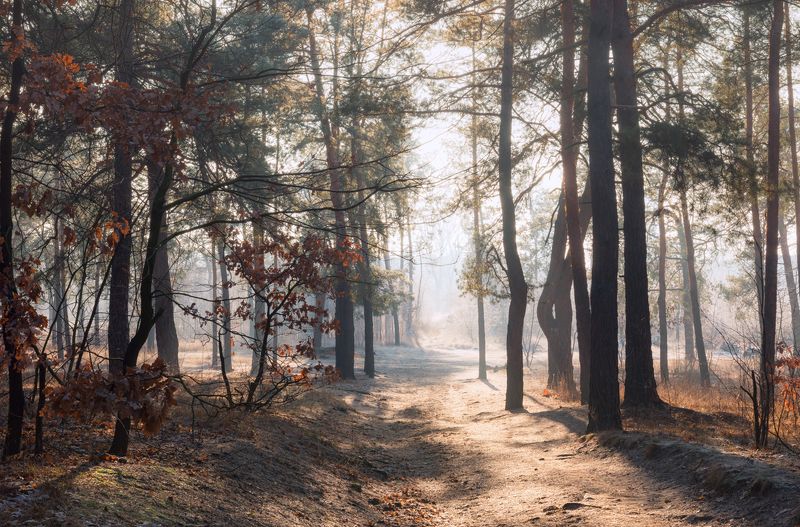 лес зима декабрь рассвет иней туман свет Когда солнце растопило иней фото превью