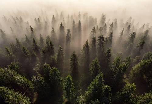 Trees Army