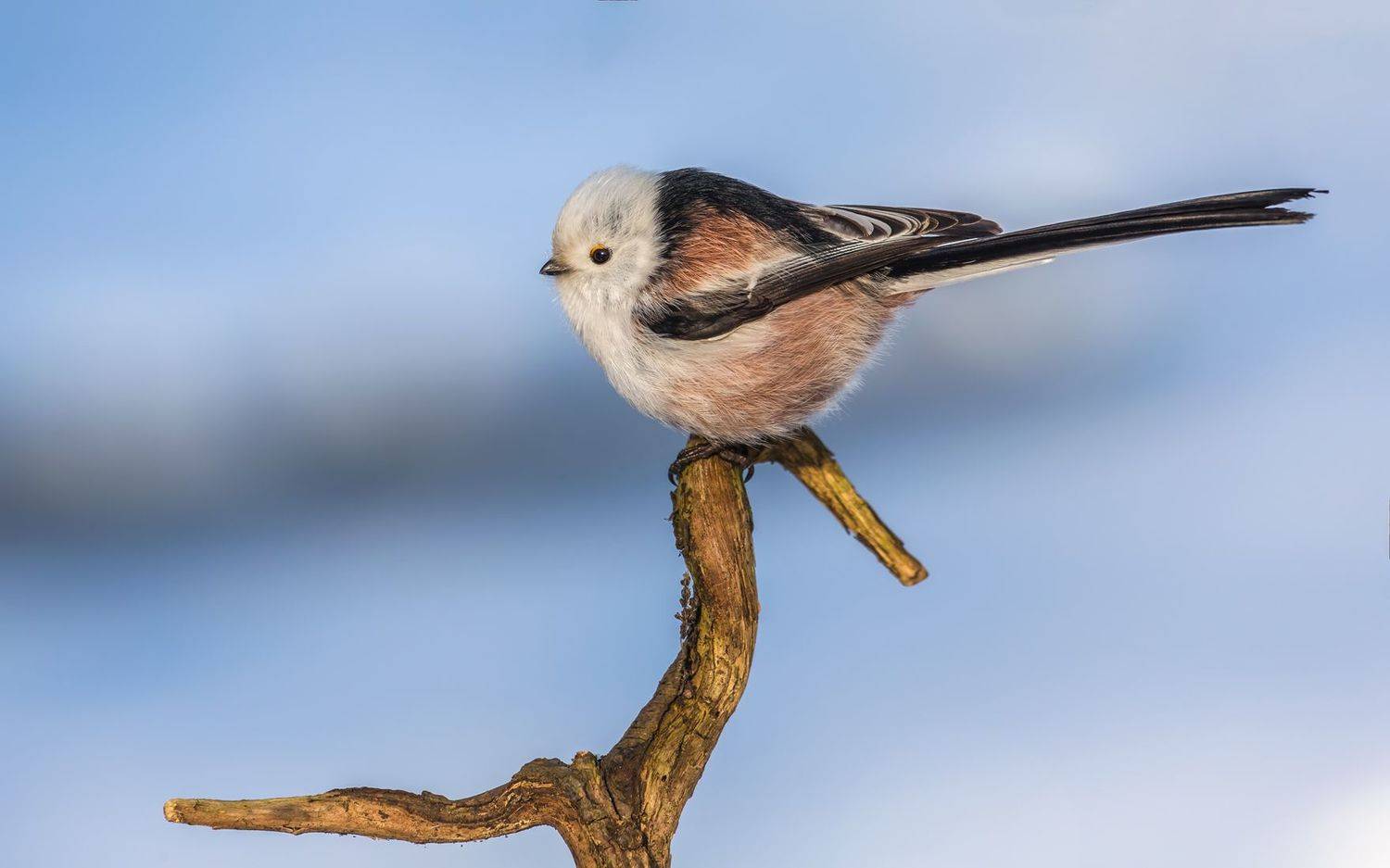 длиннохвостая синица. ополовник, синица, птицы россии, орнитология, дикая природа, пение птиц, фото охота, дикая птица, дикая природа, Victor Dubinkin
