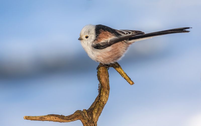 длиннохвостая синица. ополовник, синица, птицы россии, орнитология, дикая природа, пение птиц, фото охота, дикая птица, дикая природа Ополовник фото превью