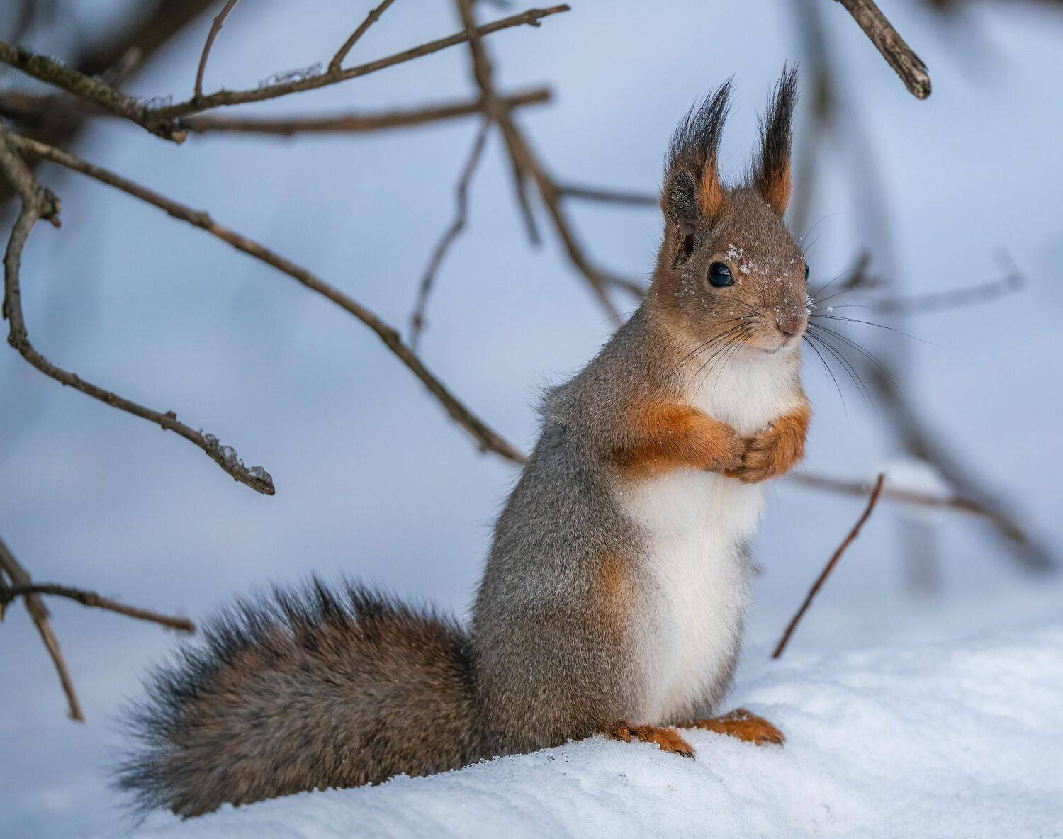 , Константин Дэм
