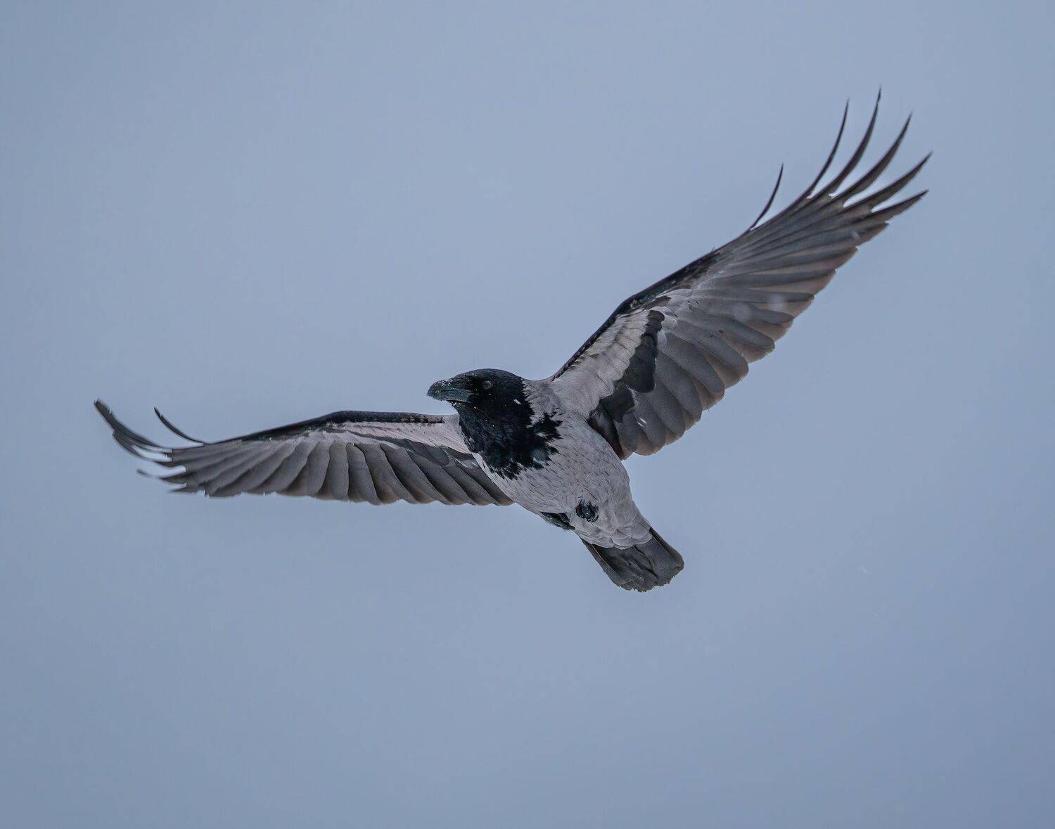 , Константин Дэм