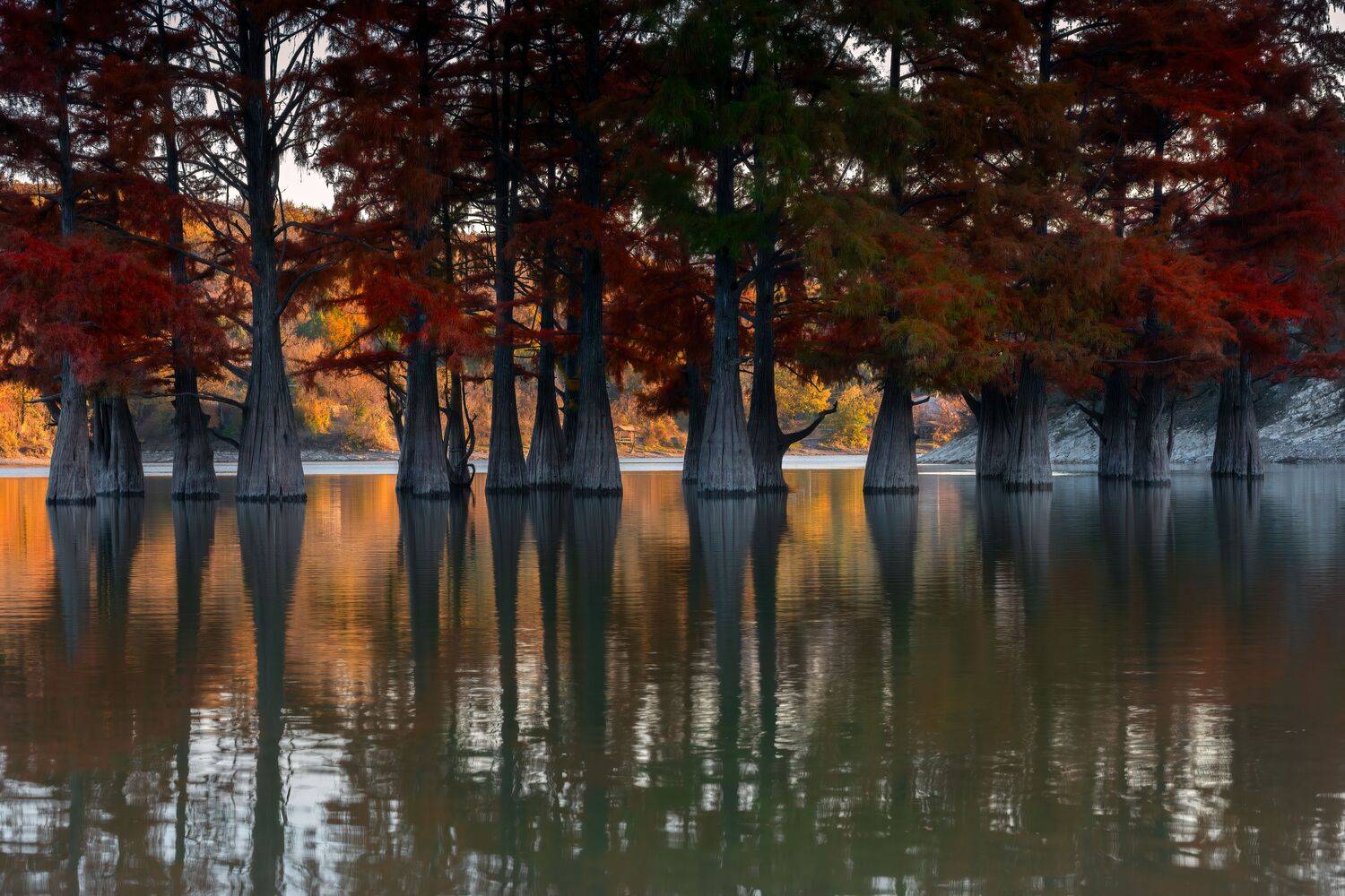 болотные, кипарисы, Алексей Рыльский