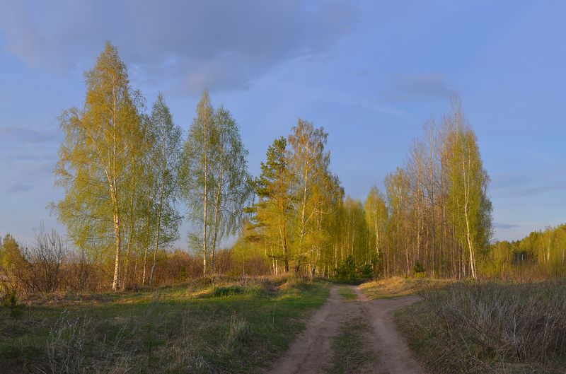 Берёзовый свет фото превью