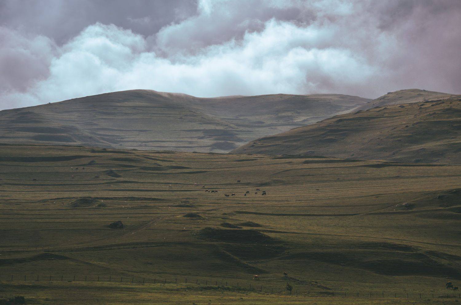 равнина, луг, скот, пастбище, коровы, животные, осетия, пейзаж, горы, кавказ, Батагов Сармат