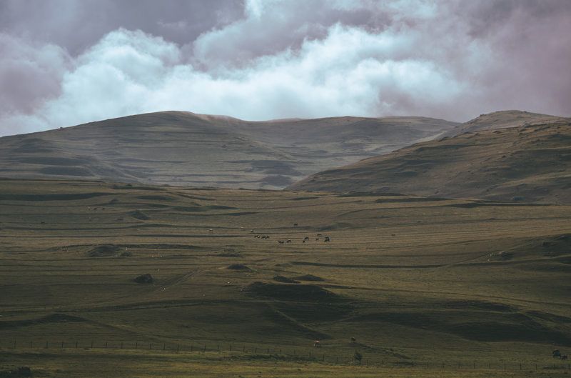 равнина, луг, скот, пастбище, коровы, животные, осетия, пейзаж, горы, кавказ Фиагдонские равнины. фото превью