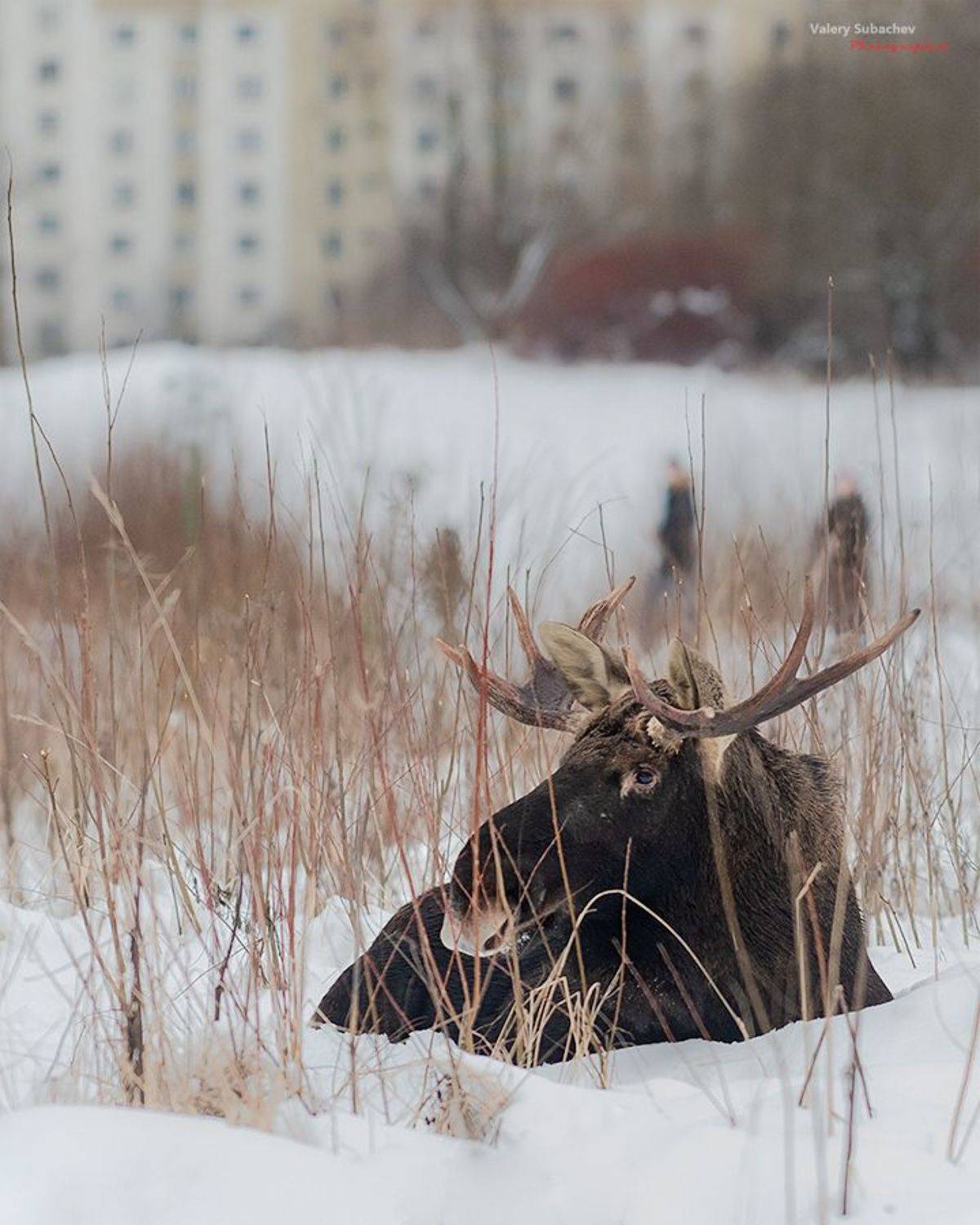 , Валерий Субачев
